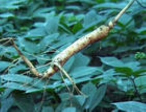 American Ginseng Extract